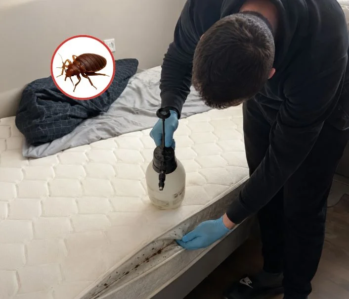 Technicien traitant un matelas contre les punaises de lit à Varennes-Jarcy